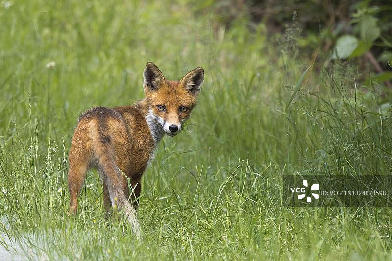红狐(Vulpes Vulpes)在草地上，黑森，德国图片素材
