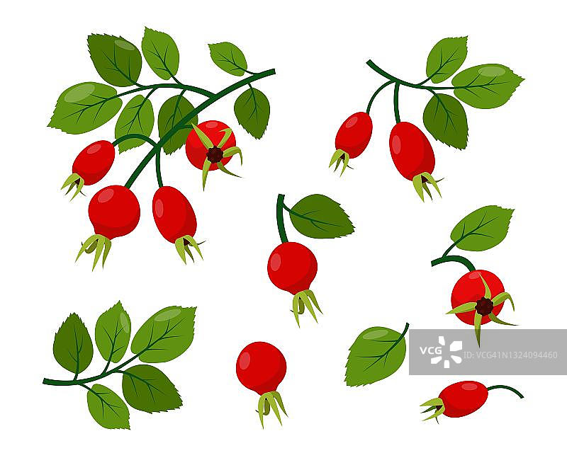 红色的野生玫瑰果在枝上与绿色的叶子。图片素材