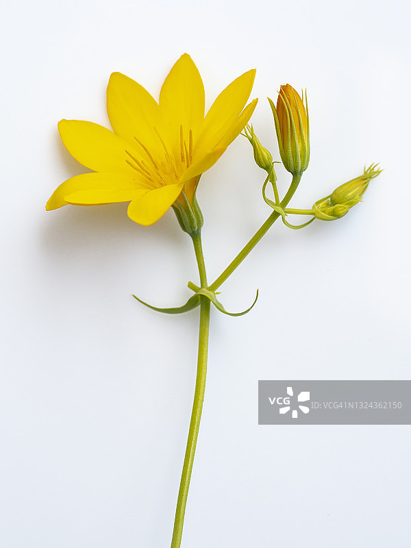 黄色的野生雏菊的特写在一个白色的背景裁剪。图片素材