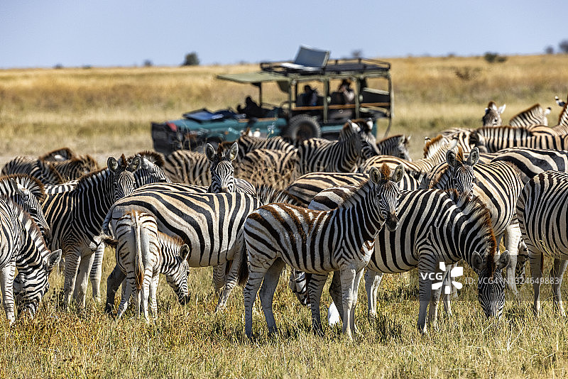 旅行和旅游。一辆旅游游猎车的近距离观看一小群斑马。斑马迁徙博茨瓦纳图片素材