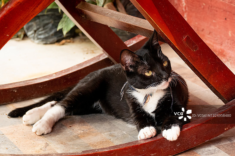 哥伦比亚明卡，一只坐在椅子下的黑白猫图片素材