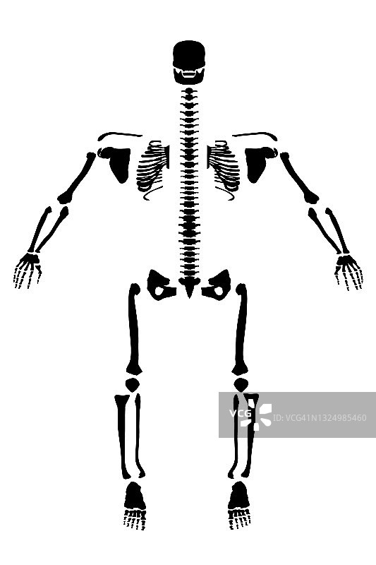 人体骨骼的侧面轮廓。前视图。矢量图图片素材