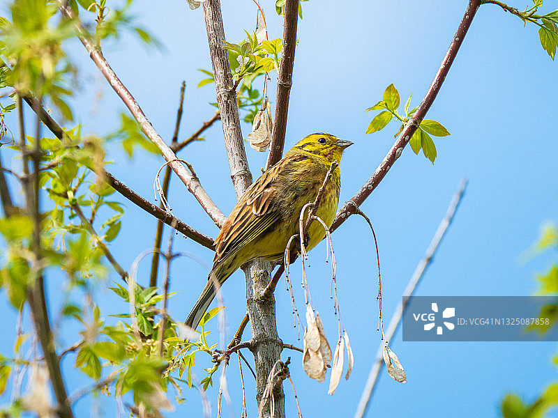 春天，一只黄色的小鸟停在森林的小树枝上图片素材