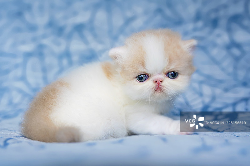 双色奶油白色的波斯小猫坐在蓝色毯子上图片素材