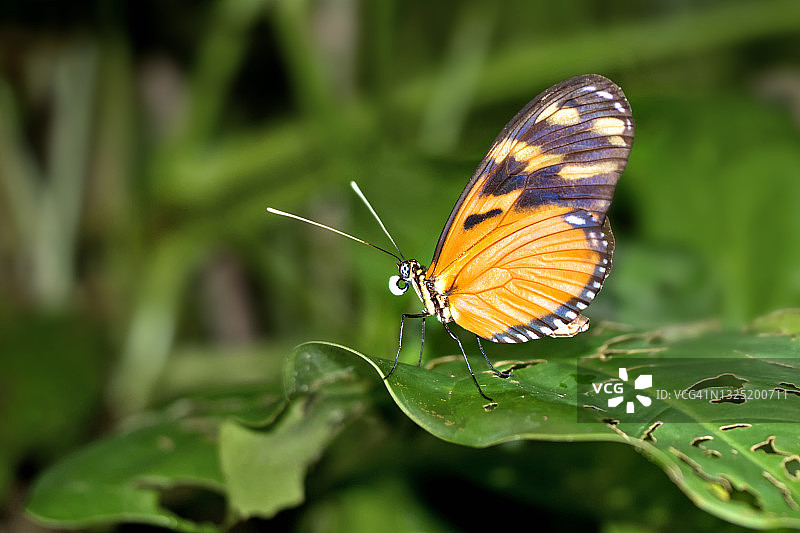 热带蝴蝶，马里诺巴雷纳国家公园，哥斯达黎加图片素材