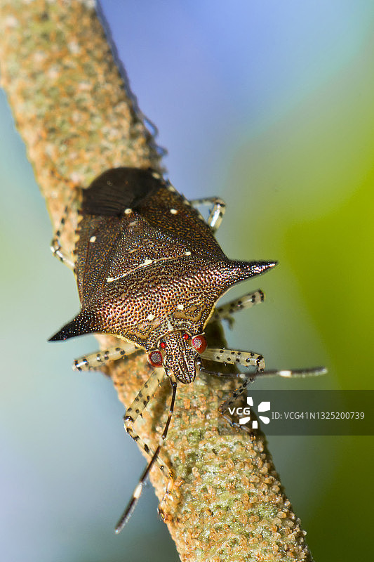 护盾虫，热带雨林，哥斯达黎加图片素材