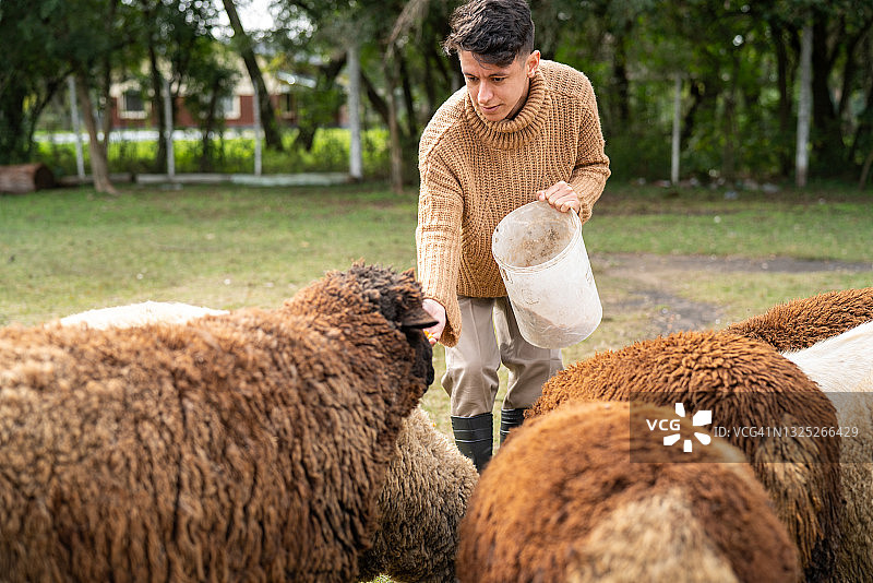 在山羊场喂羊群的年轻人图片素材