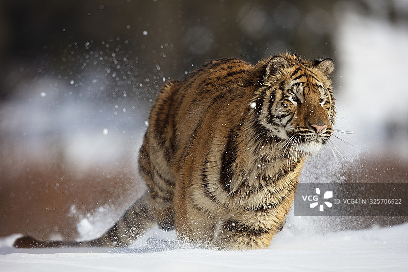 东北虎(panthera tigris altaica)在雪地上奔跑跳跃的特写图片素材