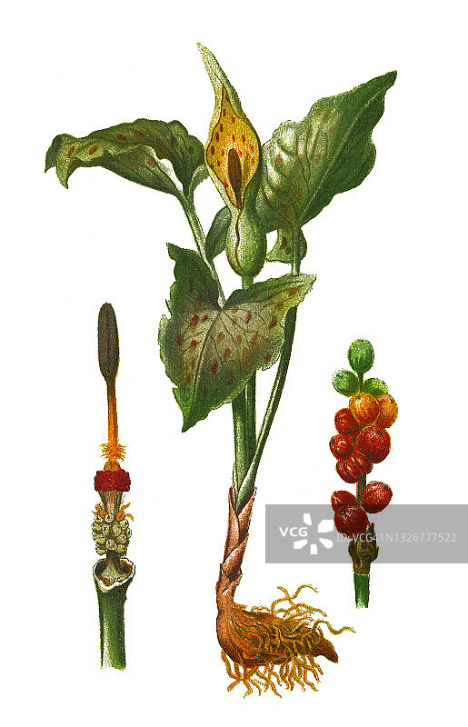 植物的古老雕刻插图，勋爵和夫人，杜鹃(阿鲁姆斑点)。图片素材