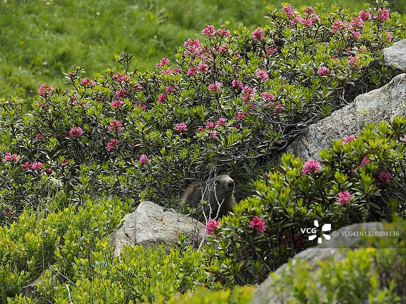 Rovana山谷Bosco Gurin附近的阿尔卑斯山土拨鼠图片素材