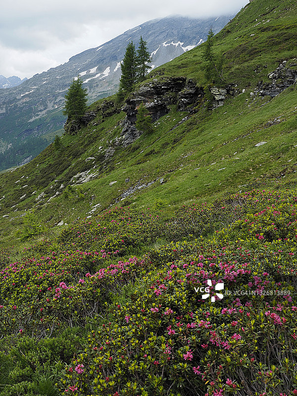 Rovana Valley, Bosco Gurin附近开花的阿尔卑斯蔷薇(Rhododendron ferrugineum)的垂直图像图片素材
