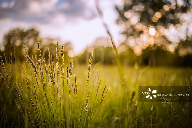 傍晚阳光下的夏季草地景观。放松自然风景与模糊的日落天空树木，近距离草地，野花图片素材