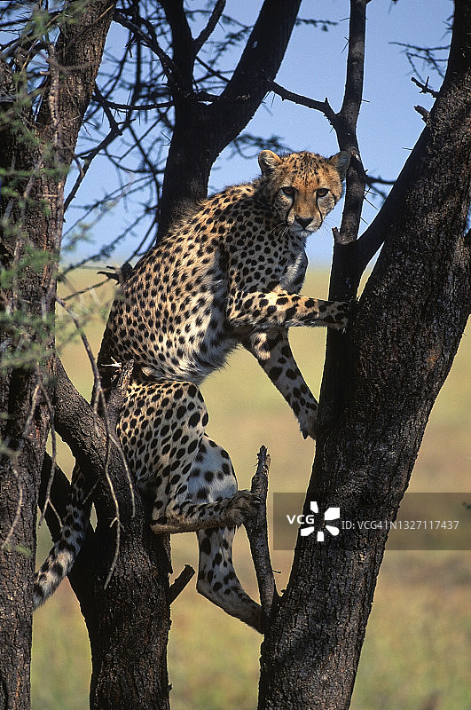 猎豹在爬树图片素材