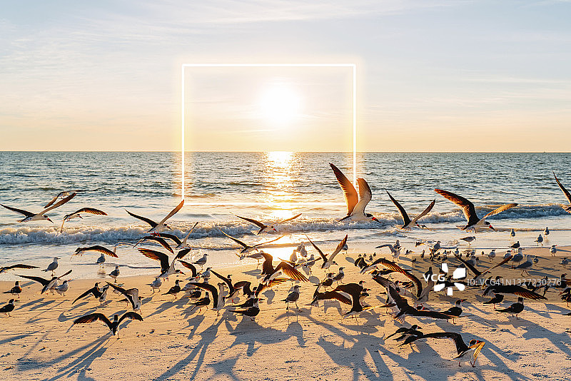 在情人钥匙州立公园海滩上，夕阳在一群海鸥的映衬下，背景是发光的广场图片素材