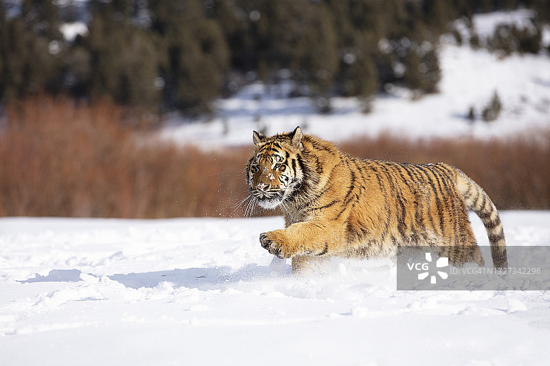 西伯利亚虎(panthera tigris altaica)在雪中移动的特写镜头图片素材