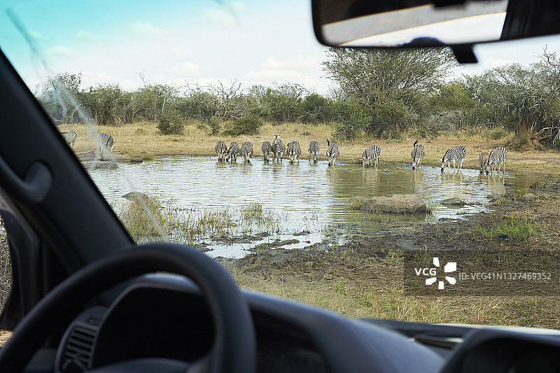 在南非的一个水坑里，一群斑马正在饮水图片素材