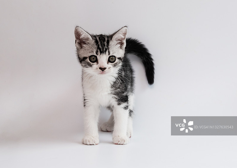 可爱的小虎斑猫在白色的背景图片素材