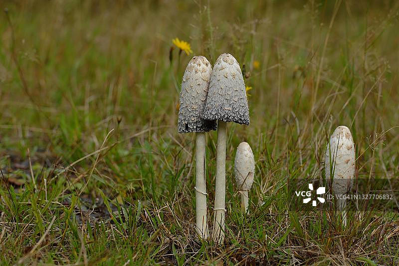 蓬松的墨头(Coprinus comatus)，一群蘑菇在草地上，威尔登，北莱茵-威斯特伐利亚，德国图片素材