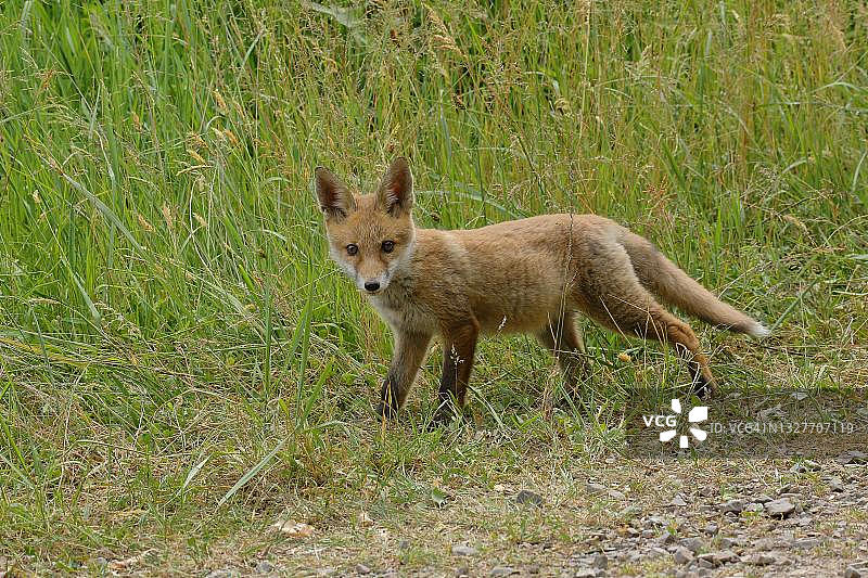 德国北莱茵-威斯特伐利亚威尔登，红狐(Vulpes Vulpes)沿着田野小路奔跑图片素材
