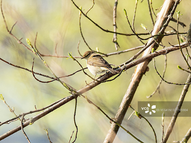 可爱的棕色小鸟栖息在春天的小树枝上图片素材