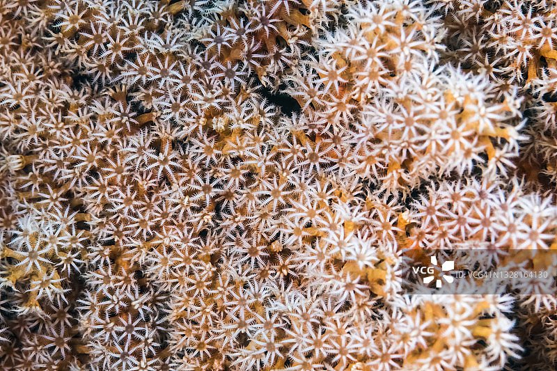 柳珊瑚的珊瑚虫。Owase,米氏日本图片素材