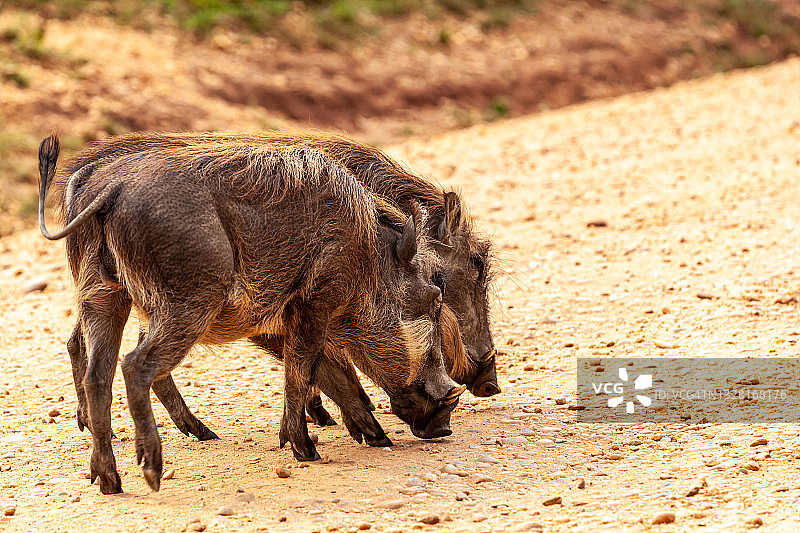 野猪在土路上乱跑图片素材