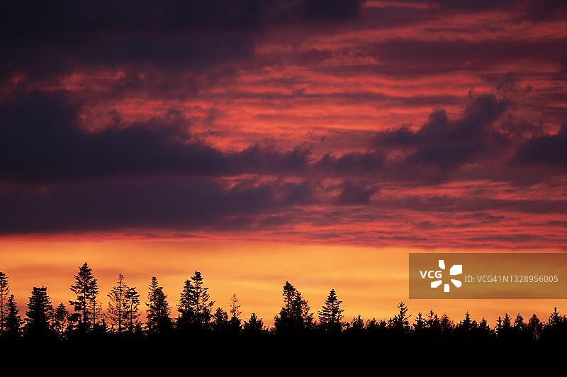 德国莱茵兰-普法尔茨的日落森林图片素材