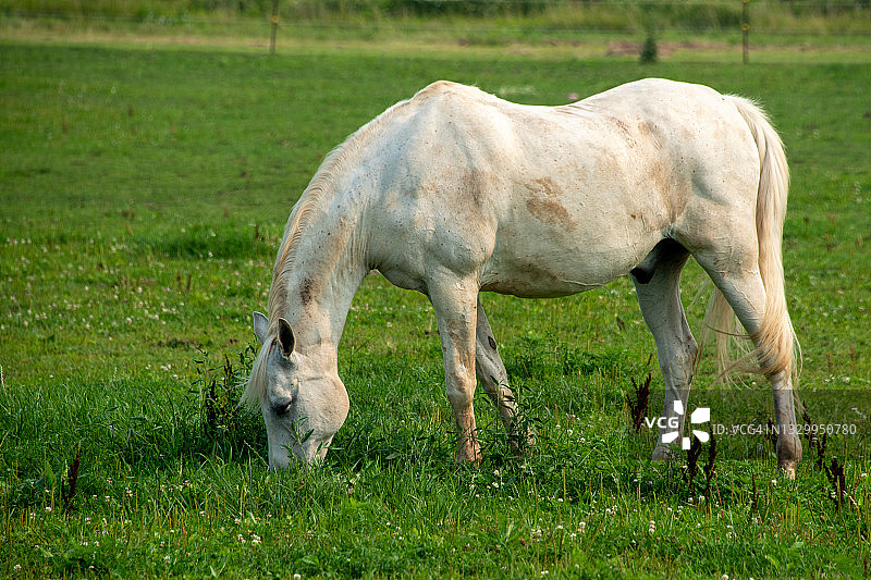 一匹在草地上吃草的白马。图片素材