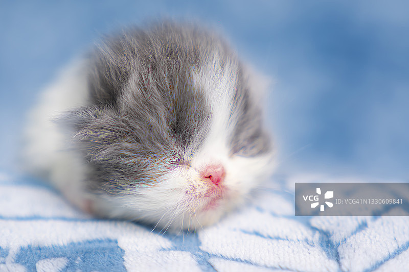 新生的双色蓝色波斯小猫打盹的肖像图片素材