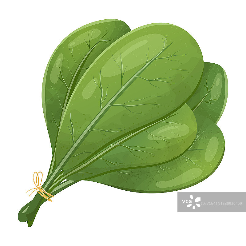 矢量现实的插图一束菠菜的叶子。新鲜健康的素食，用于沙拉和烹饪的香草。图片素材