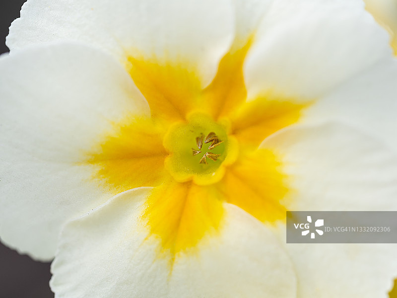 特写的盛开的花白色的花瓣和黄色的中心图片素材