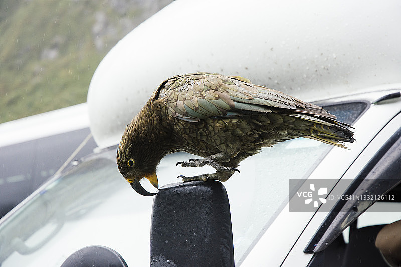 新西兰峡湾，一只鹦鹉在啄汽车后视镜图片素材