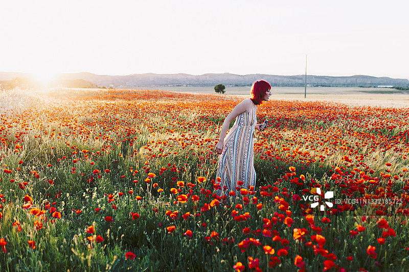 日落时分，一个女人走在罂粟花丛中图片素材