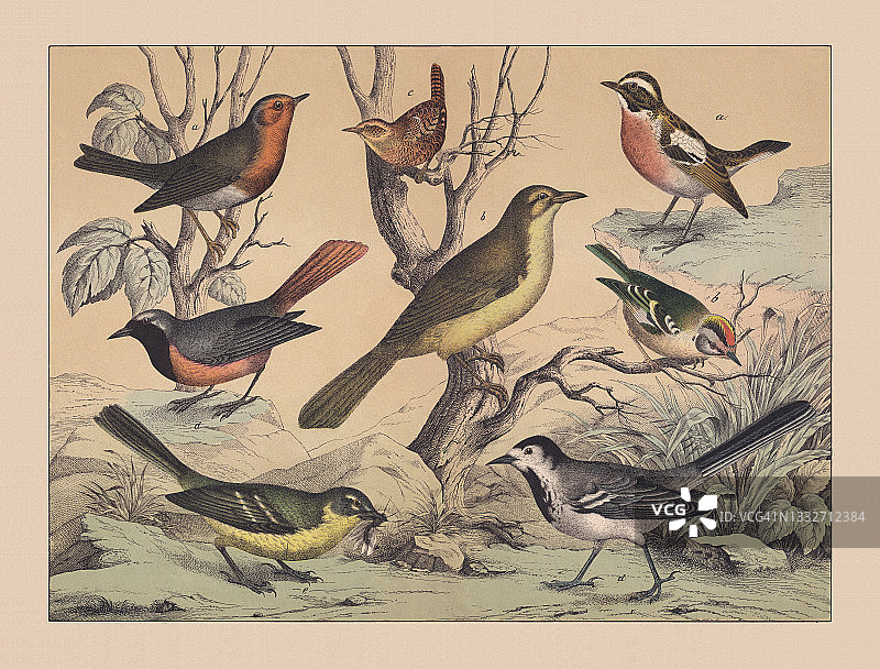 鸣禽(雀鸟类)，手工着色彩色印刷，1882年出版图片素材