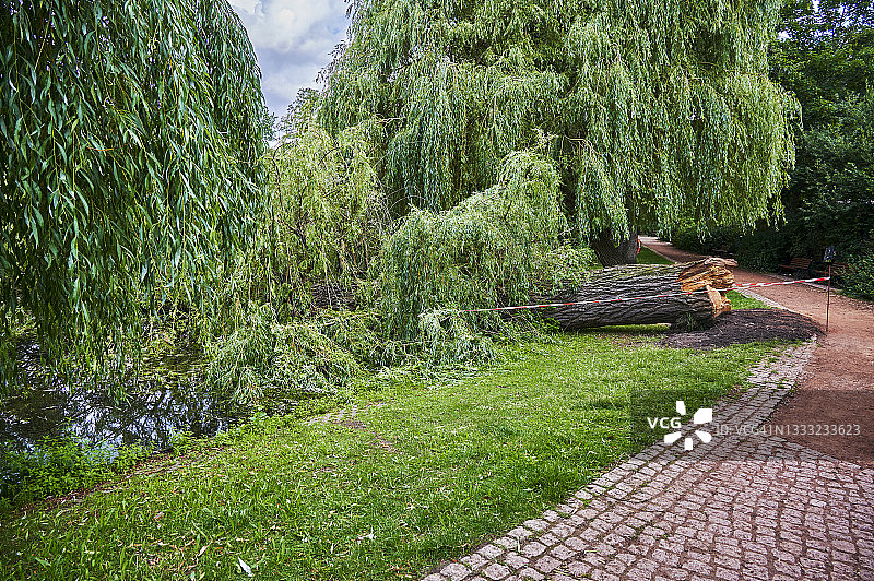 一棵在公园里折断的老树。图片素材
