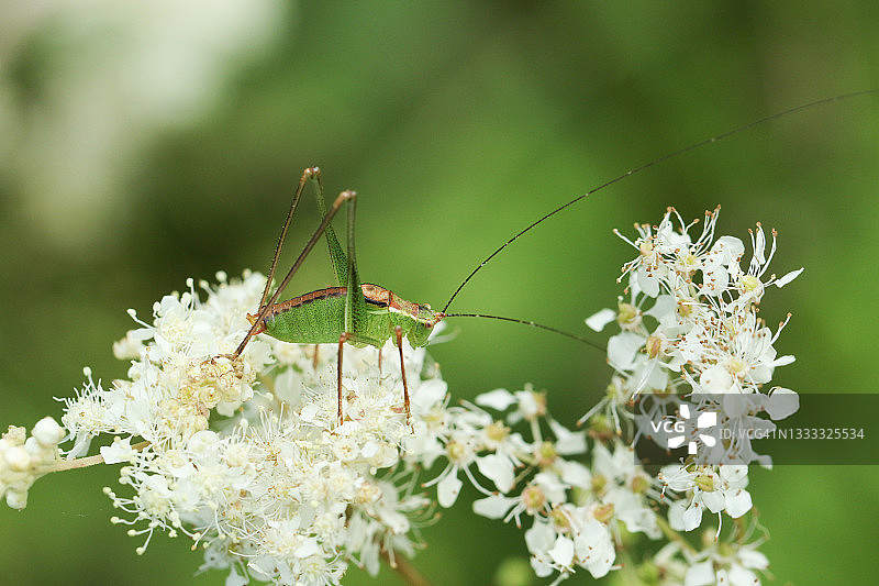 一只斑点蟋蟀，站在草地上的绣线菊上。图片素材