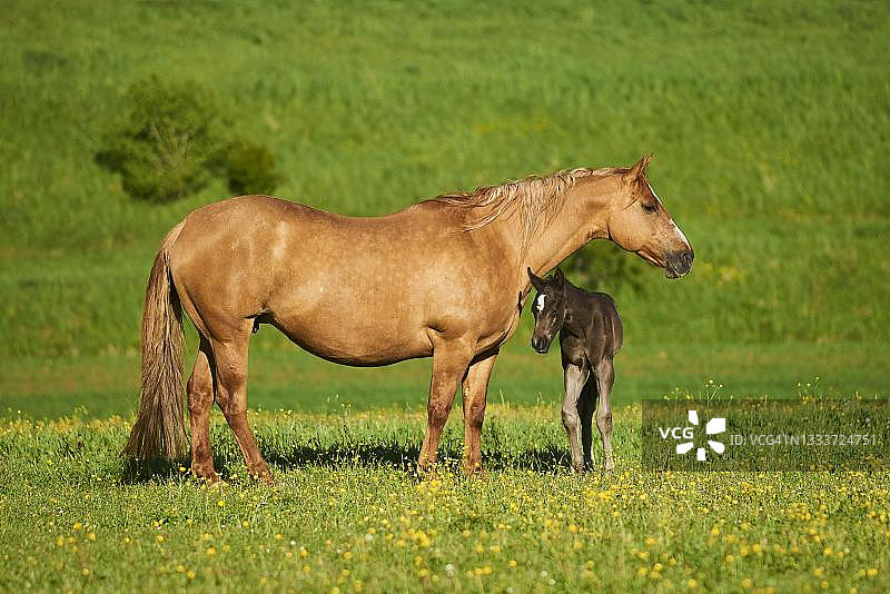德国巴伐利亚美国夸特马母马和她的小马驹图片素材