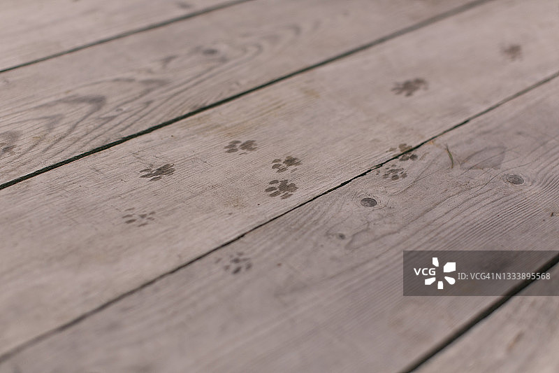 小猫的左爪印在木地板上图片素材
