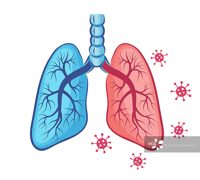 人体肺部解剖图标。呼吸器官。冠状病毒感染，呼吸系统肺炎。Covid-19病毒感染。呼吸道炎症的内科治疗。向量图片素材