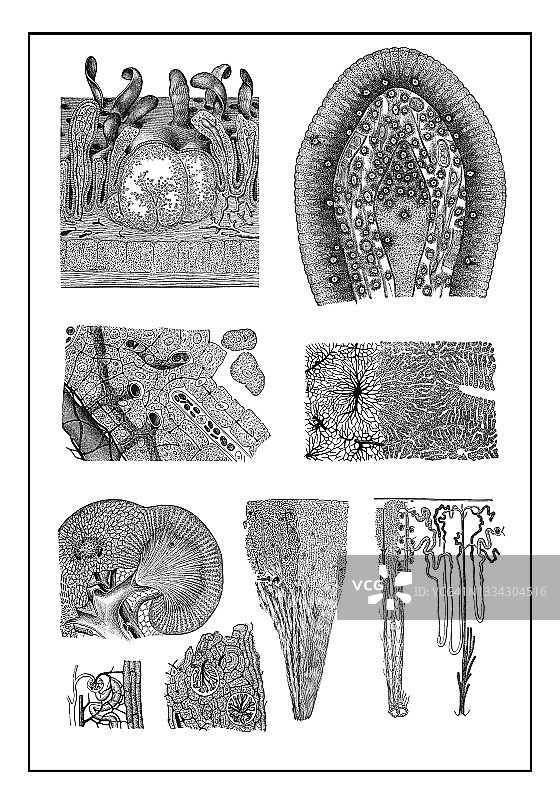 显微镜下看到的各种内部器官的古老雕刻插图图片素材