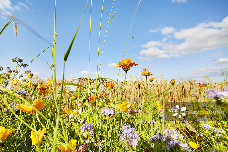 五彩缤纷的花朵在田野的边缘映衬着夏日的天空，田园风光图片素材