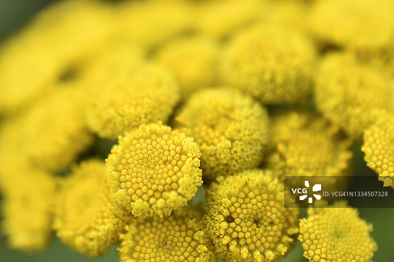 常见的tanacetum vulgclose的黄色花图片素材