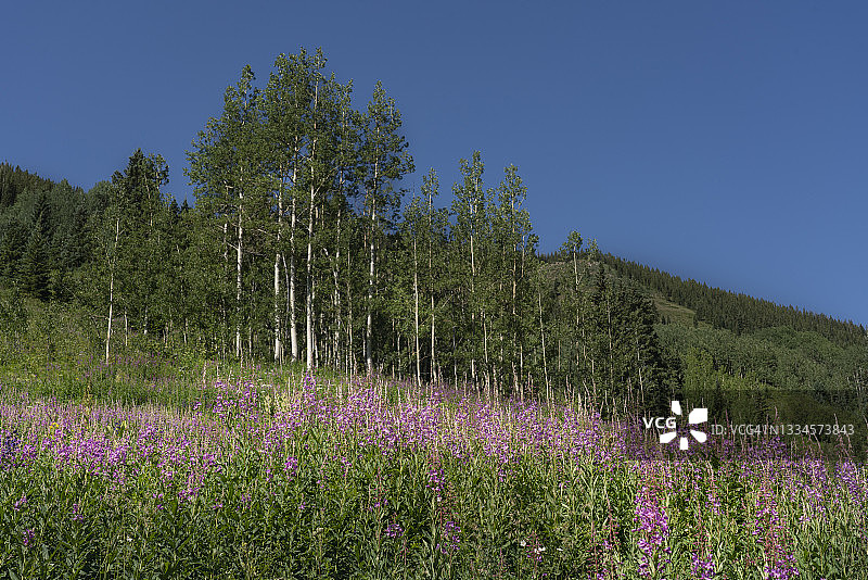 一群杂草装饰着科罗拉多州的山坡图片素材