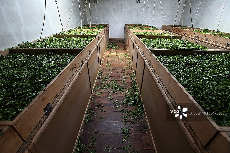 茶叶加工种植园，一排排用木容器烘干茶叶图片素材