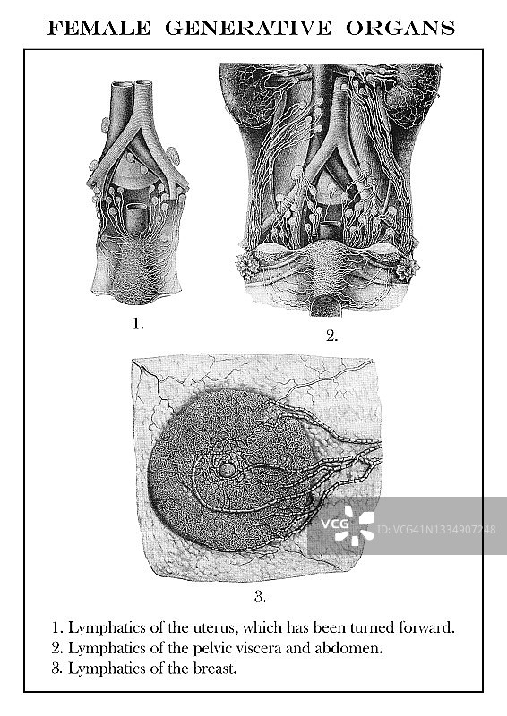 女性生殖器官淋巴管的古老雕刻插图图片素材