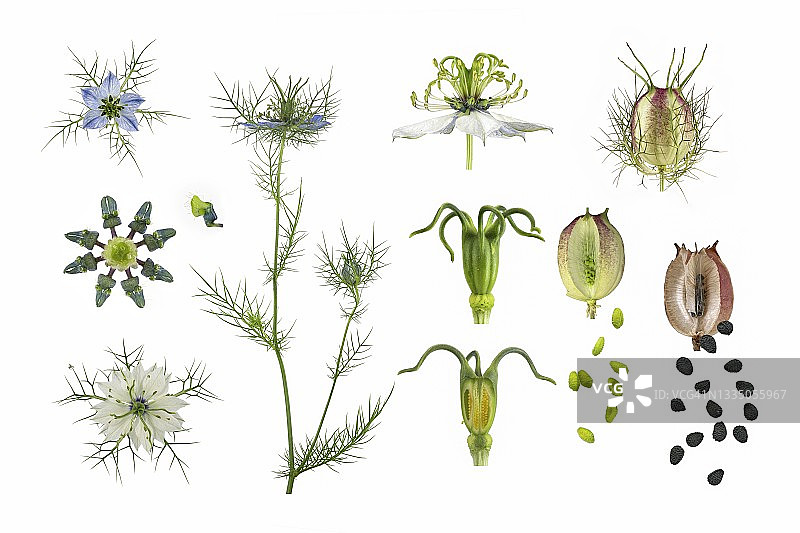雾中的爱情(Nigella damascena)，花，芽，叶，花蜜叶，子房带雌蕊，种子蒴果未成熟和成熟，种子，图片面板，地中海地区，德国图片素材
