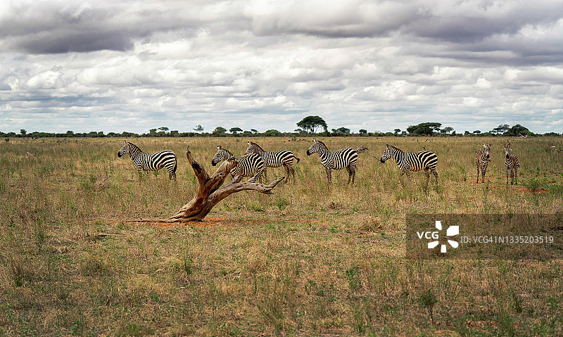 肯尼亚马赛马拉平原上美丽的斑马宁静图片素材