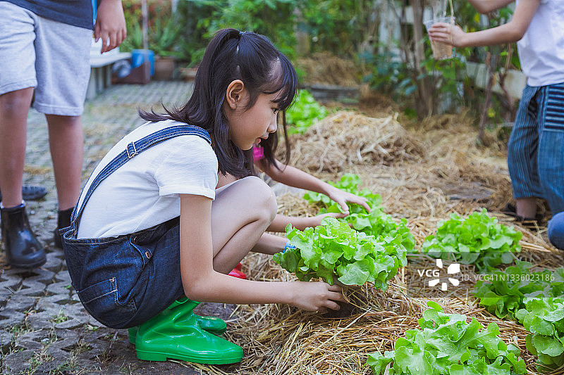 一群亚洲小朋友喜欢在菜园种植新鲜的有机生菜图片素材
