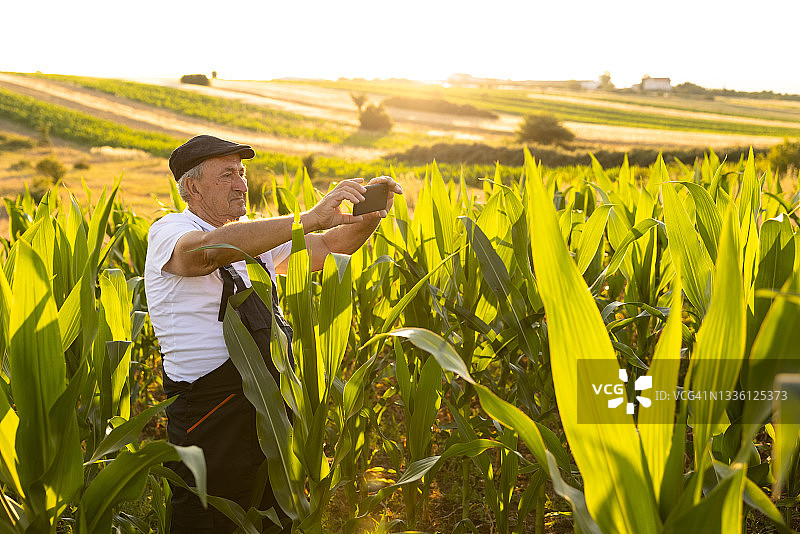 老男人在玉米地里用手机图片素材