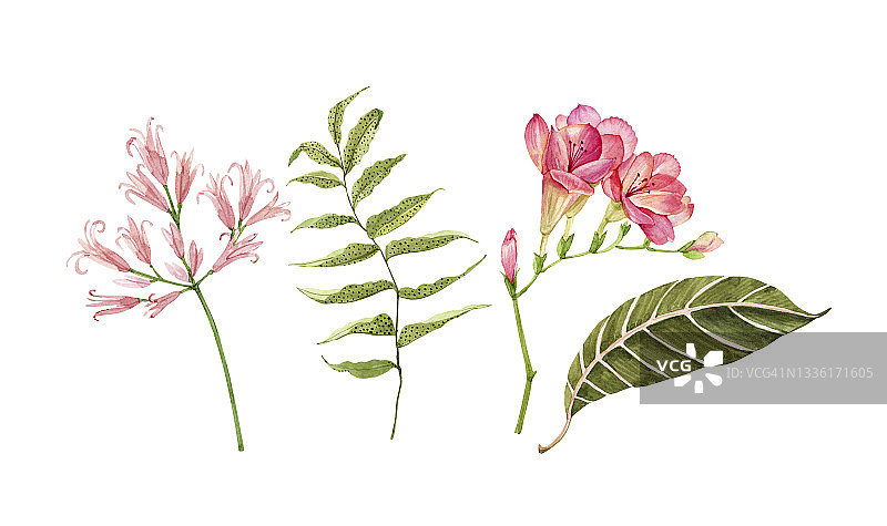 套水彩花和热带叶子在白色的背景上，为设计手绘图片素材